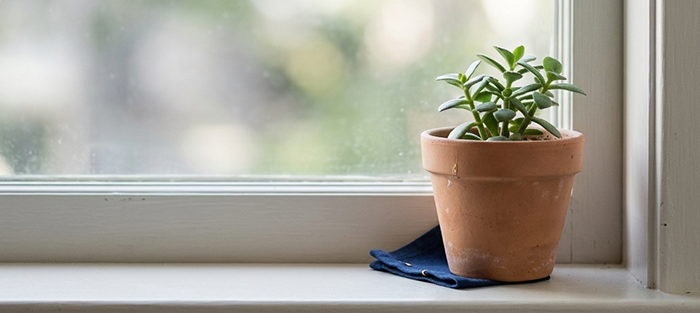 Kleine Pflanze auf einer Fensterbank im Tageslicht